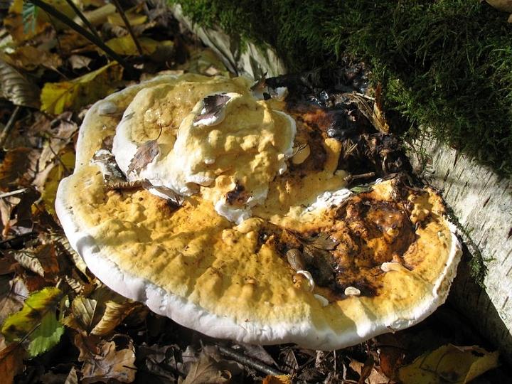 2008 10 Myco domaine de La Claye 22